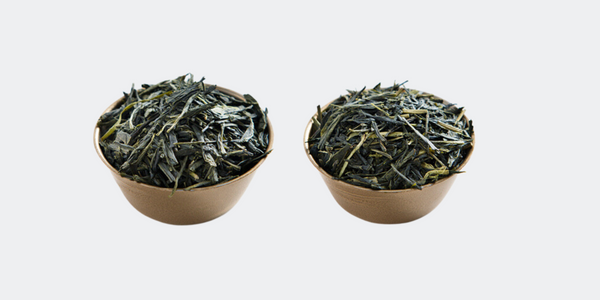 What is the Difference Between Shincha and Sencha green tea