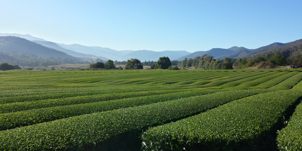 The method of growing and harvesting green tea