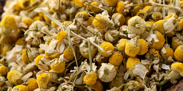 Chamomile, the herb we all need!
